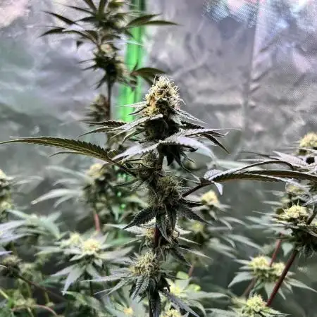 Fruchtsalat ScrOG 25 🇩🇪