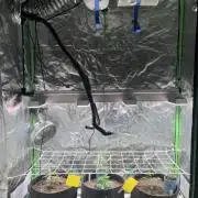 Glitter Bomb - Krumme Gurken Stecklinge