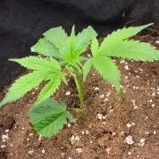 Glitter Bomb - Krumme Gurken Stecklinge