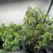 Guzzlerz Sloppy Genetics