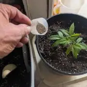 Mr. Haney screen of green