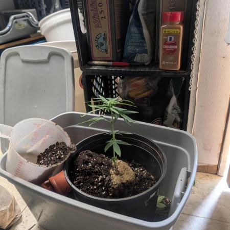 Mr. Haney screen of green