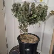 Mr. Haney screen of green