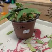 Mr. Haney screen of green