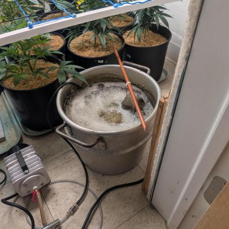 Mr. Haney screen of green