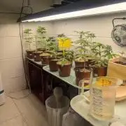 Mr. Haney screen of green