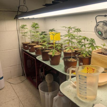 Mr. Haney screen of green