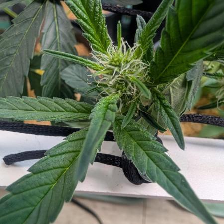 Mr. Haney screen of green