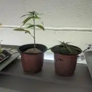 Mr. Haney screen of green