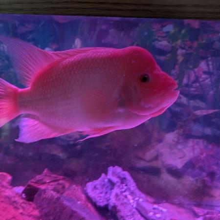 Mr. Haney screen of green