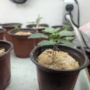 Mr. Haney screen of green