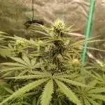 Wedding Glue