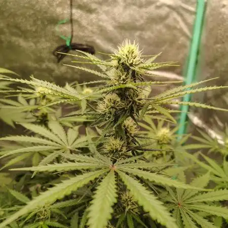 Wedding Glue