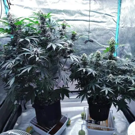 Tropicanna Cookies