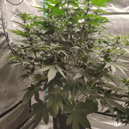 Tropicanna Cookies
