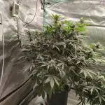 Tropicanna Cookies
