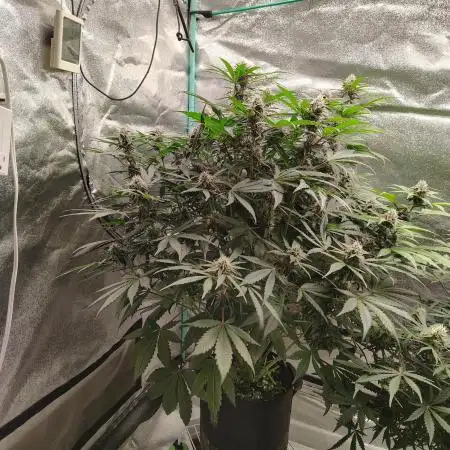 Tropicanna Cookies
