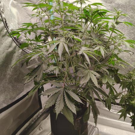 Tropicanna Cookies