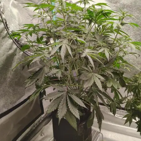 Tropicanna Cookies