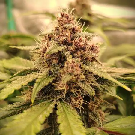 Tropicanna Cookies