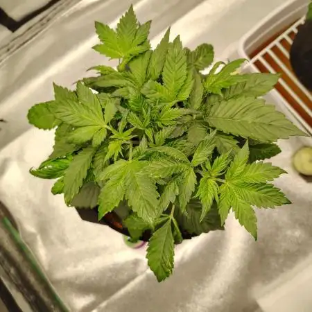 Tropicanna Cookies