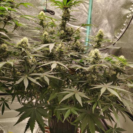 Wedding Glue