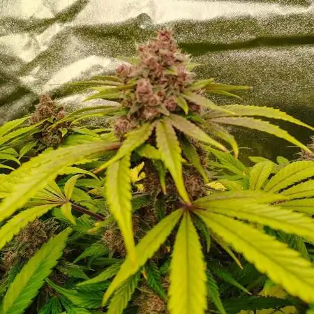 Tropicanna Cookies