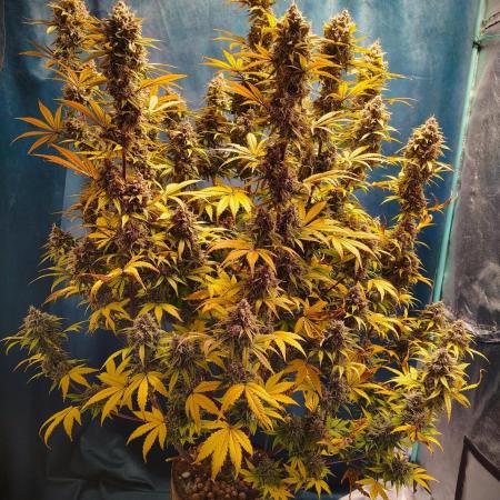 Runtz Auto Eternity Grow Cup 2025