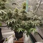 Wedding Glue
