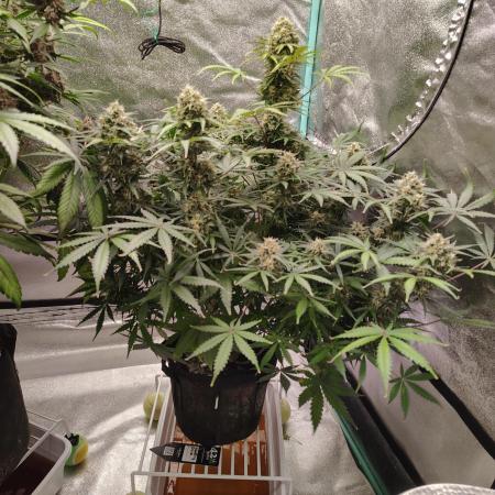 Wedding Glue