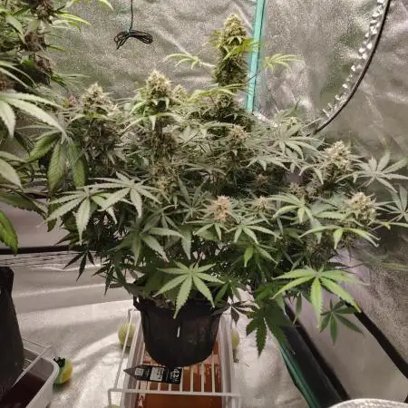 Wedding Glue