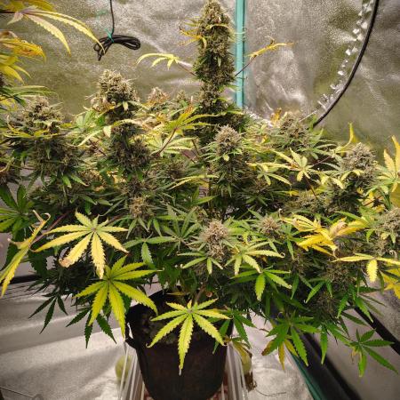 Wedding Glue