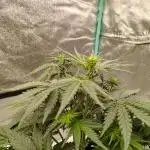 Wedding Glue