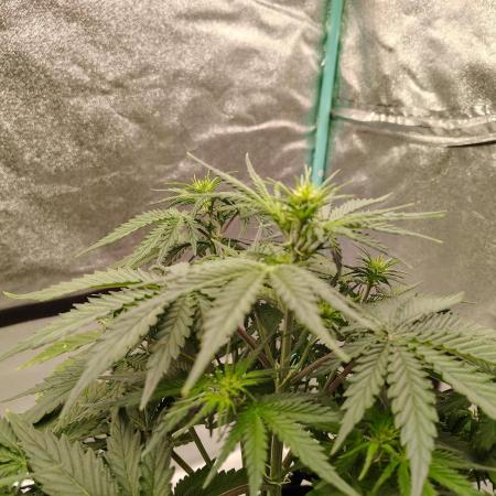 Wedding Glue
