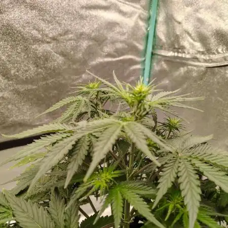 Wedding Glue