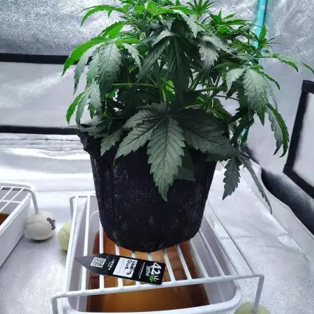 Wedding Glue