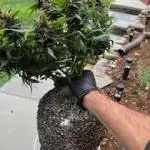 Spring crop autos