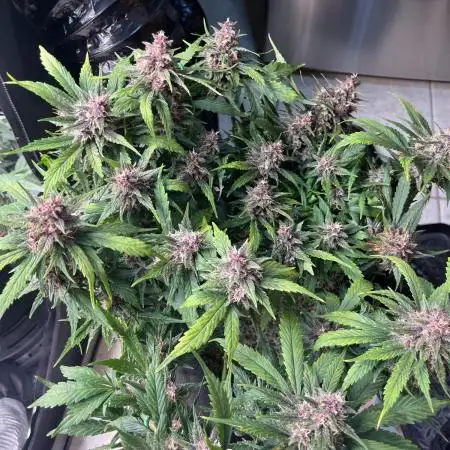 Spring crop autos