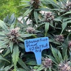 Spring crop autos