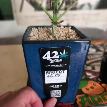 TPB Miki's Apricot Cannabonsai