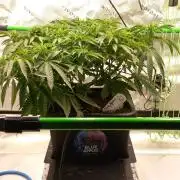 Blue Applez Dutch Passion
