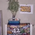 TPB Miki's Cookies Cannabonsai
