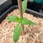 Tangerine Splash Auto Sensi Seeds