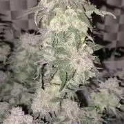 The Devil's Cookie One