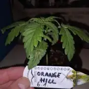 Orange Hill Special Dutch Passion