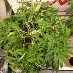 Strawberry Gorilla FastBuds Hydroponic