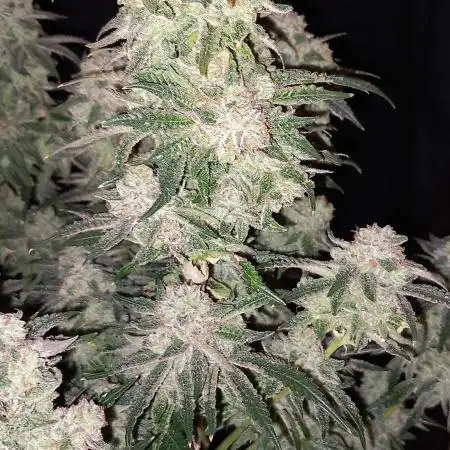 The Devil's Cookie One