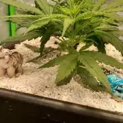 Orange Hill Special Dutch Passion