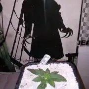 The Devil's Cookie One