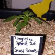 Tangerine Splash Auto Sensi Seeds